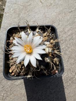 Turbinicarpus frailensis